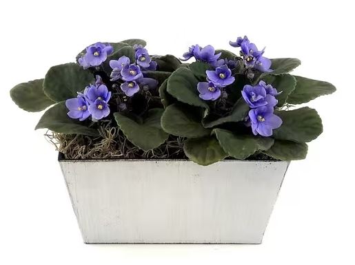 African Violets