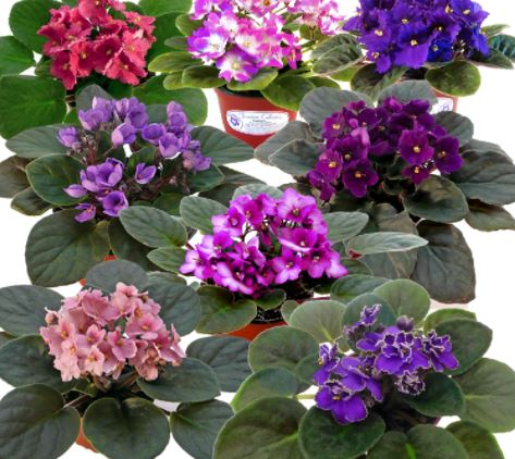 African Violet Gifts