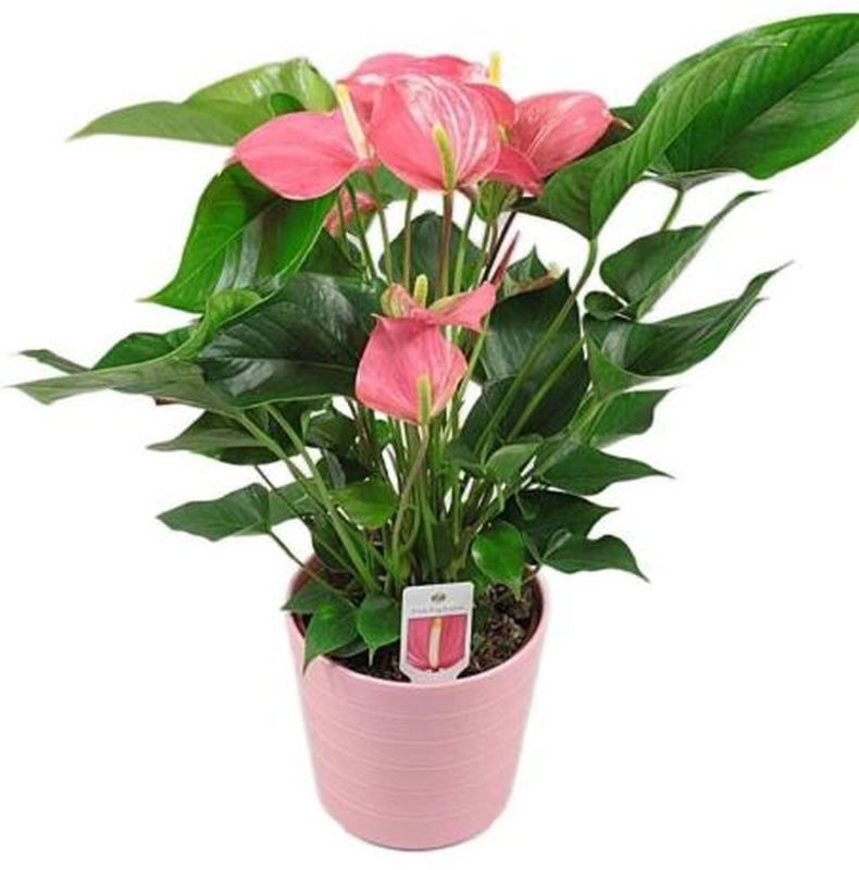 gift hampers sydney