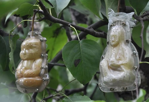 Buddha Pear Moulds
