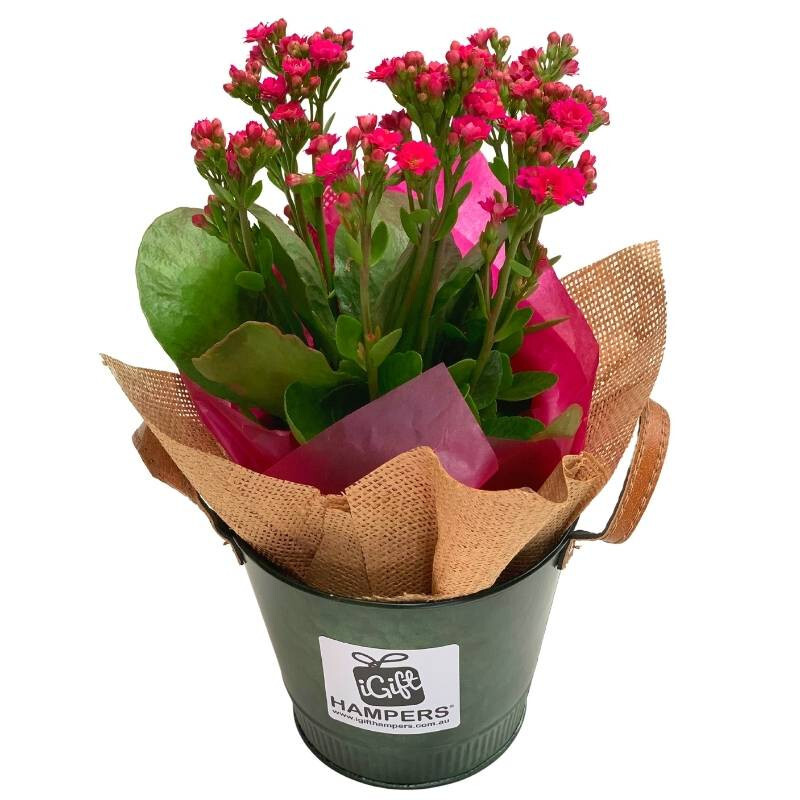 Pink Kalanchoe Calandiva flowering plant gift Flowering Plant Gift Ideas