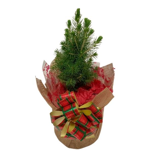 Christmas Trees Gifts