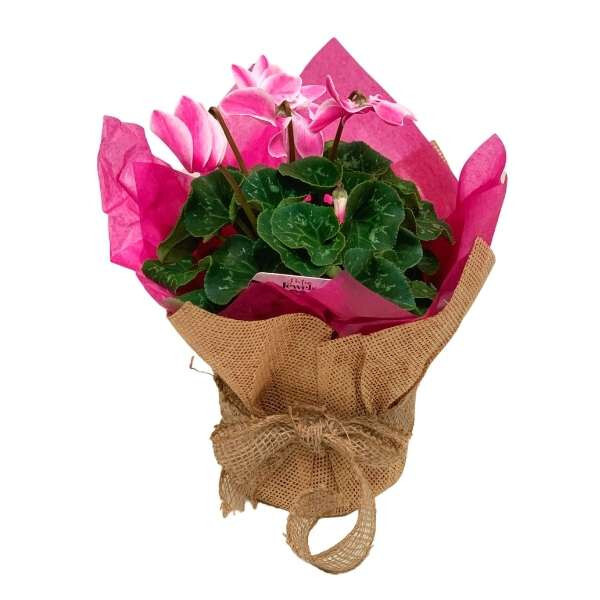 Cyclamen plant gift in a bucket Plant Gifts in a Bucket