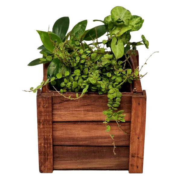Indoor plant mix gift for plant lovers Indoor Plant Gifts