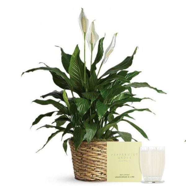 plant gifts